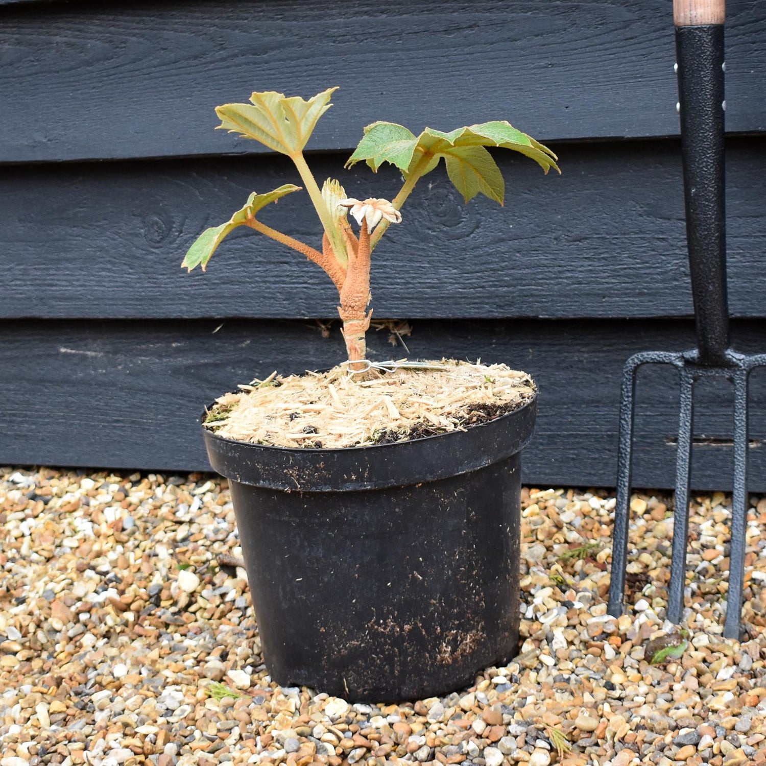 Tetrapanax papyrifera 'Rex' - Shrub - Height 60-80cm - 20lt
