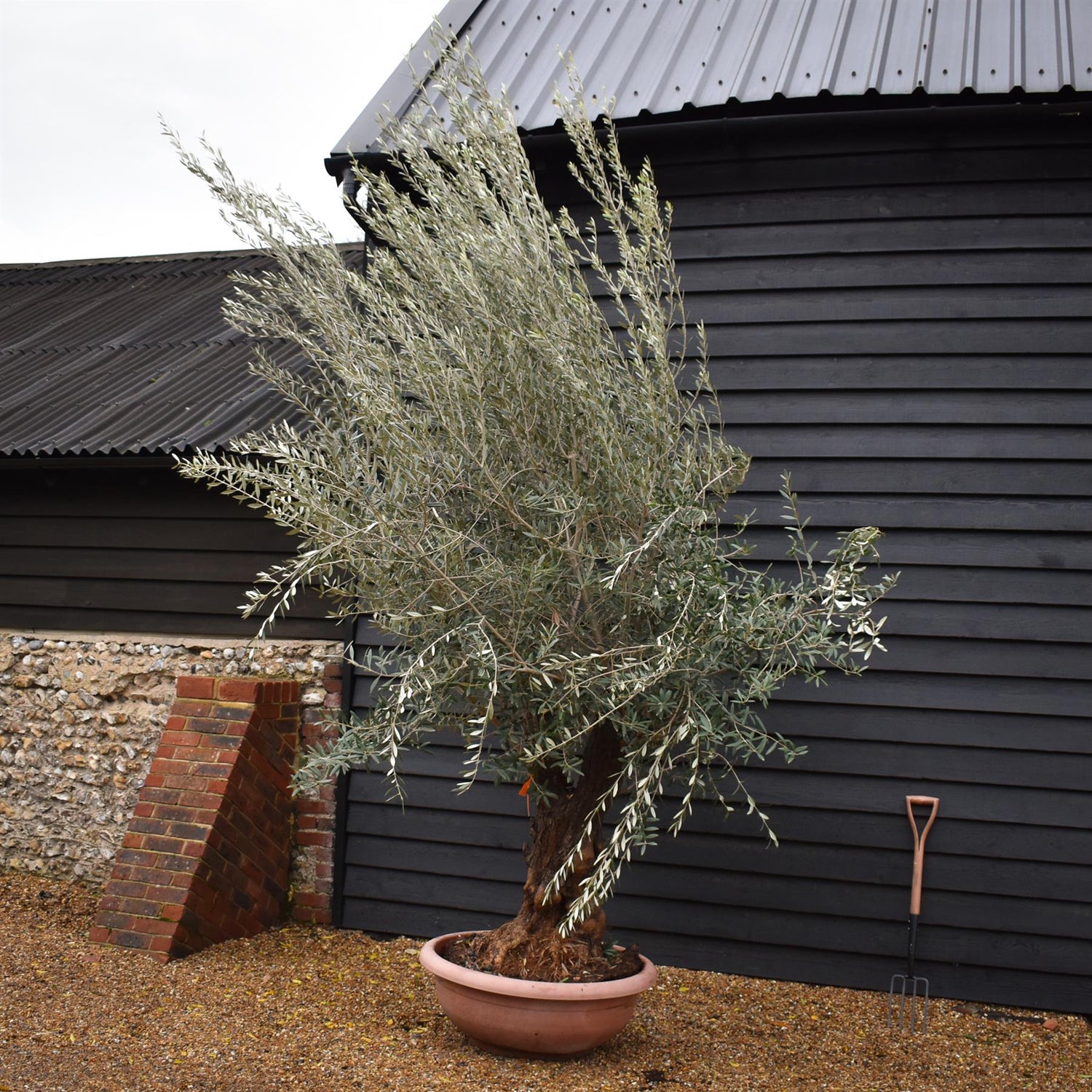 Olive Tree | Olea Europea - Specimen 20A- Bowl - Double Branched - Trunk Height 100cm - Height 300-320cm - 90lt