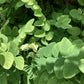 Robinia Pseudoacacia Umbraculifera | False Acacia - Height 450cm - Girth 20cm - Clear Stem - 230lt