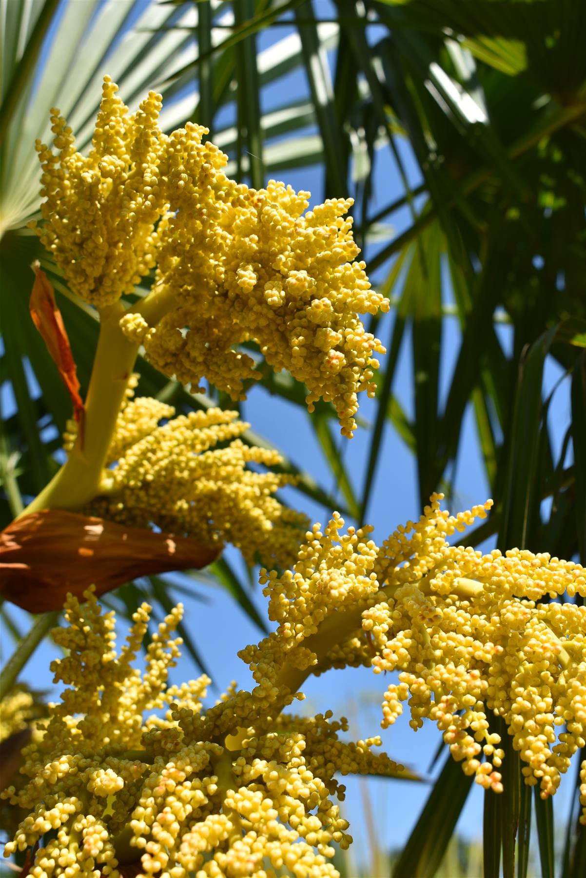 palm plant with yellow flowers Windmill palm | Trachycarpus fortunei - Stem 130-140cm