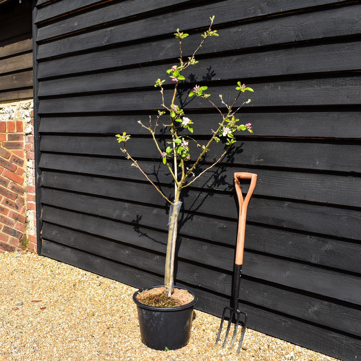 Apple tree 'James Grieve' | Malus domestica - M26 - Dwarfing - Height 140-150cm - 20lt