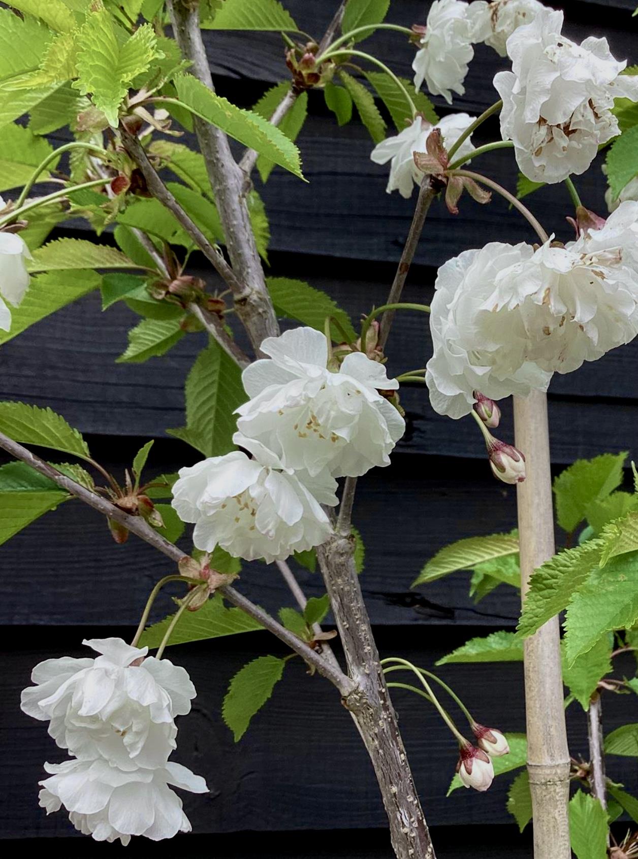 Prunus Avium Plena | Wild Cherry Tree, Height 190-210cm - 10lt