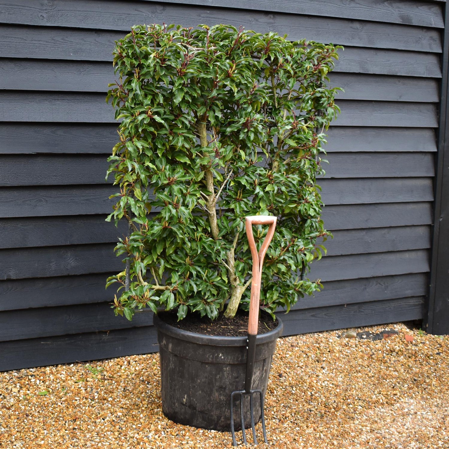 Prunus Lusitanica | Portuguese Laurel Cherry - Frame - Height 130-140cm - Width 100-110cm- 90lt