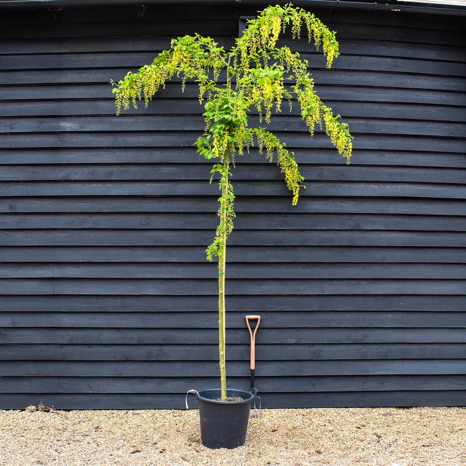 Laburnum x watereri 'Vossii' | Golden Chain Tree - Clear Stem - Girth 8-10cm - Height 380-400cm - 45lt