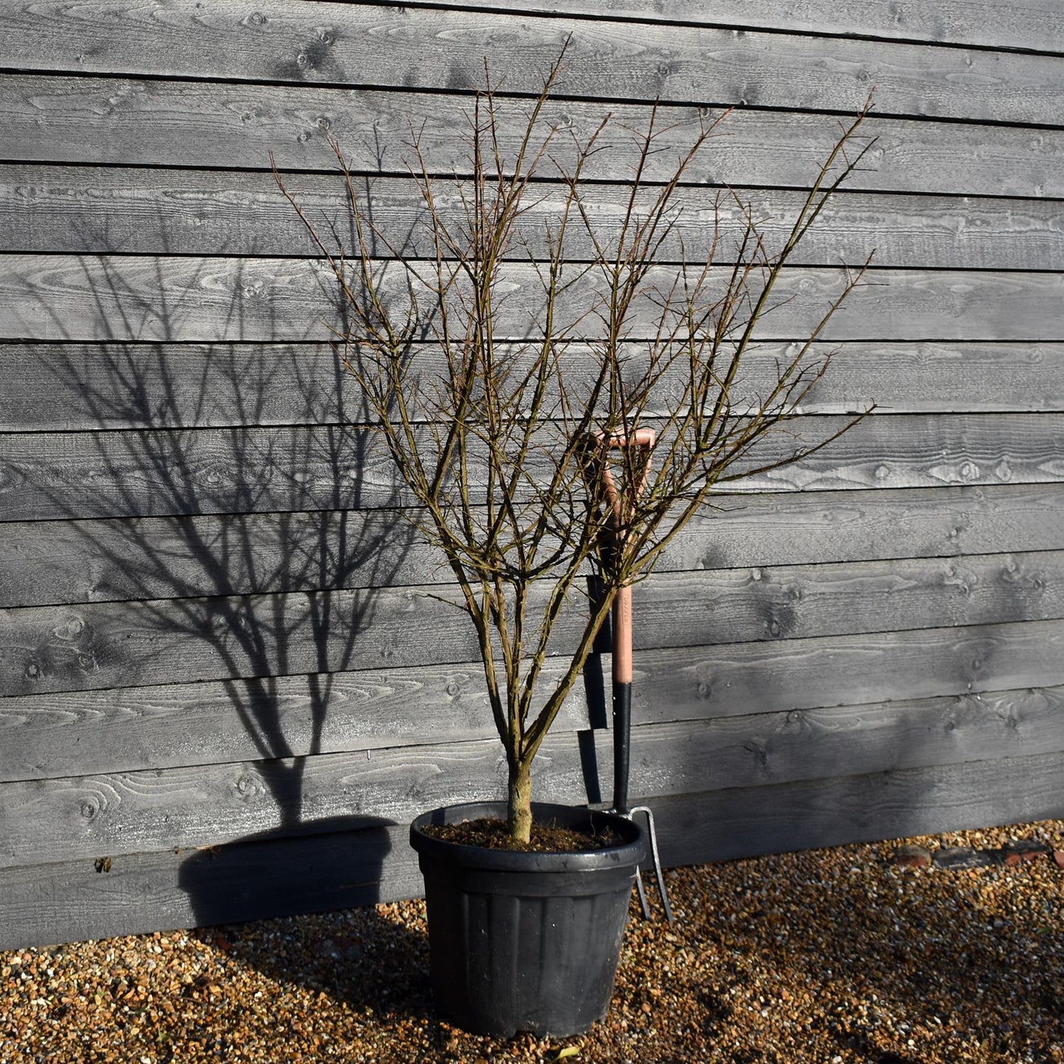 Euonymus alatus | Winged Spindle Tree - Height 120cm -30lt