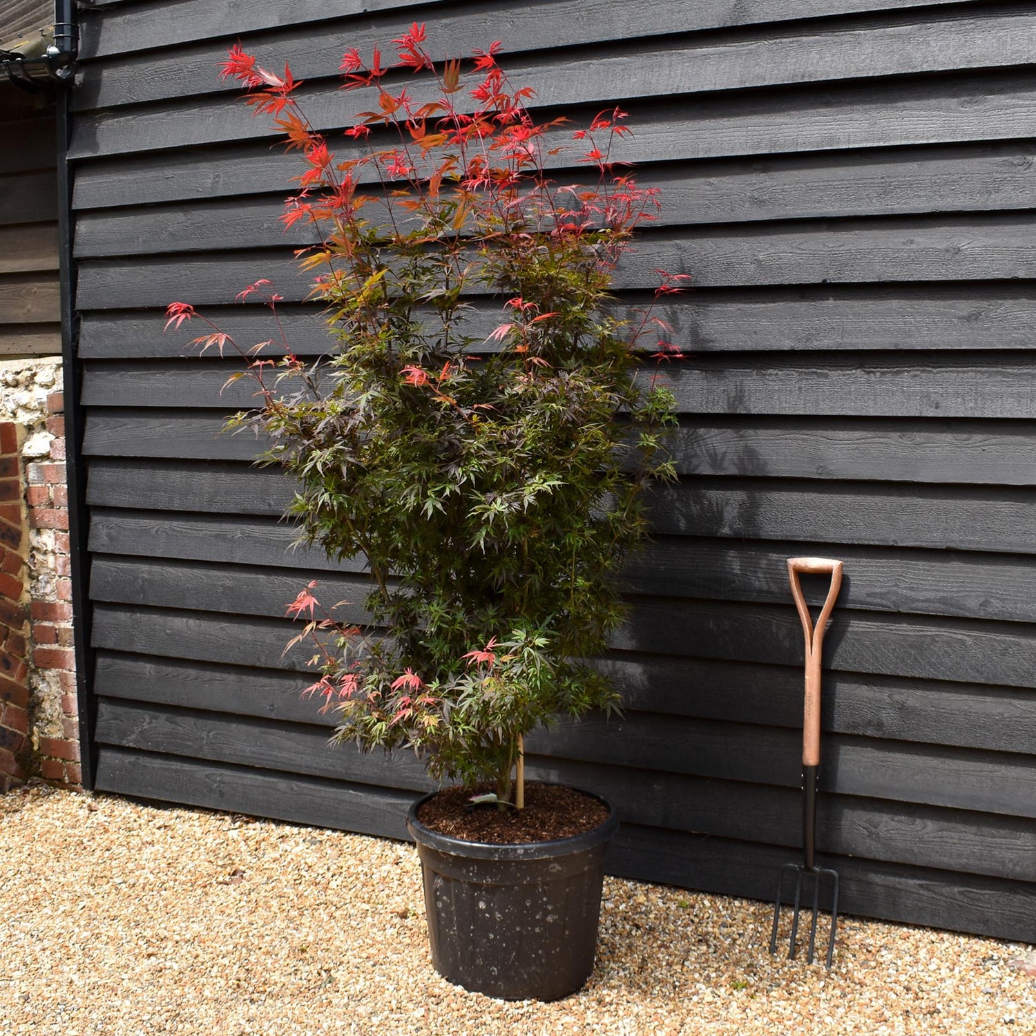 Japanese maple 'Shaina' | Acer palmatum - Bushy - Height 180-190cm - 55lt