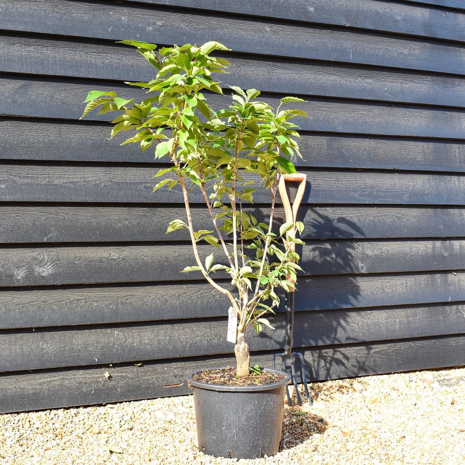 Cherry Kanzan | Prunus serrulata 'Kanzan' -  Bottom graft - Low Bush - Height 100-120cm - 20lt