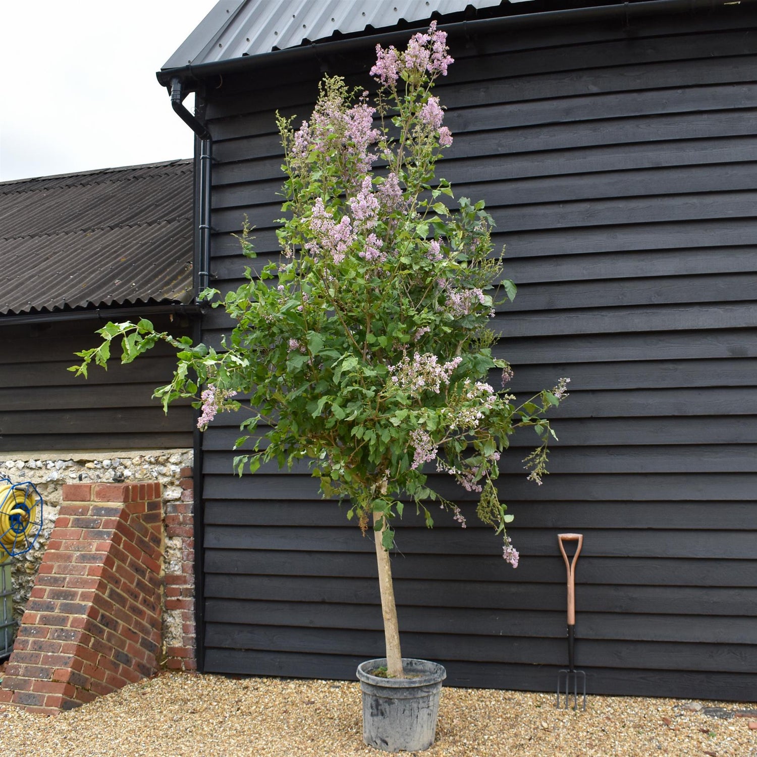 Syringa Vulgaris | Lilac Flowers - Shrub -Half Standard - Clear Stem 90cm - Height 300-310cm - 45lt