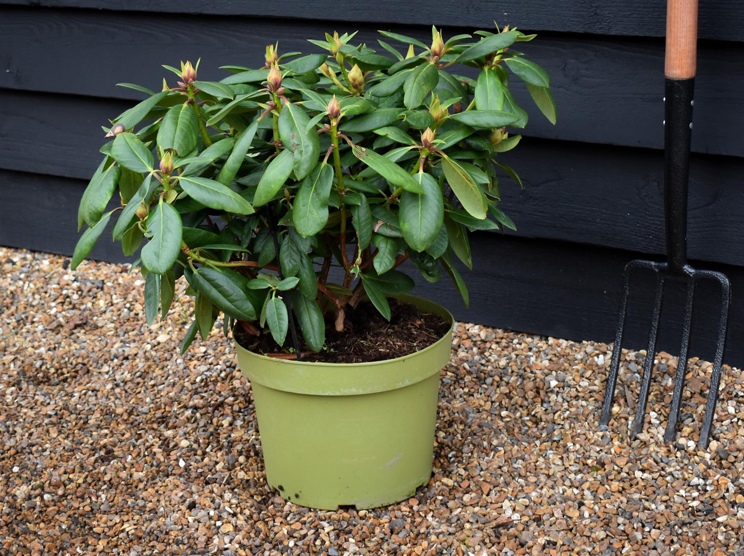 Rhododendron 'Virginia Richards' - Shrub - Height 30-40cm - 10lt