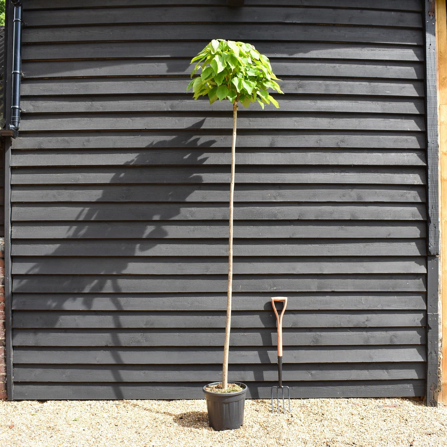 Indian bean tree | Catalpa Bungei  - Girth 8-10cm - Clear Stem 200cm - Top Graft - Height 265-285cm - 20lt