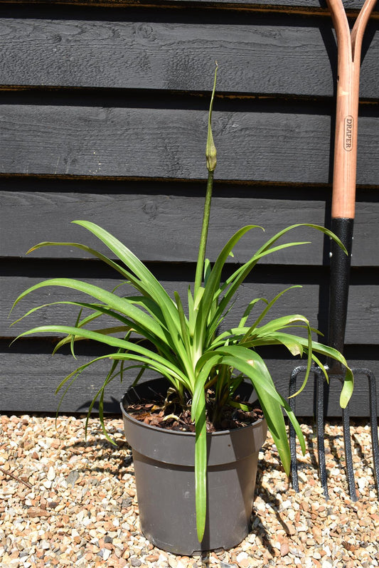 Agapanthus "Poppin Star" | African Lily - 6lt