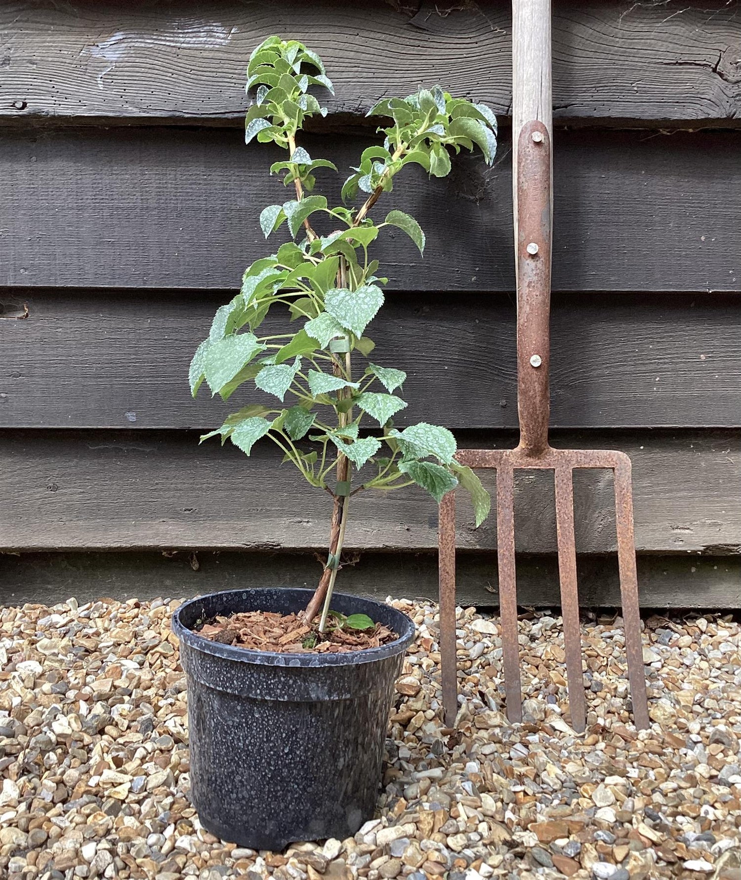 Hydrangea petiolaris | Climbing Hydrangea - 30-40cm - 3lt