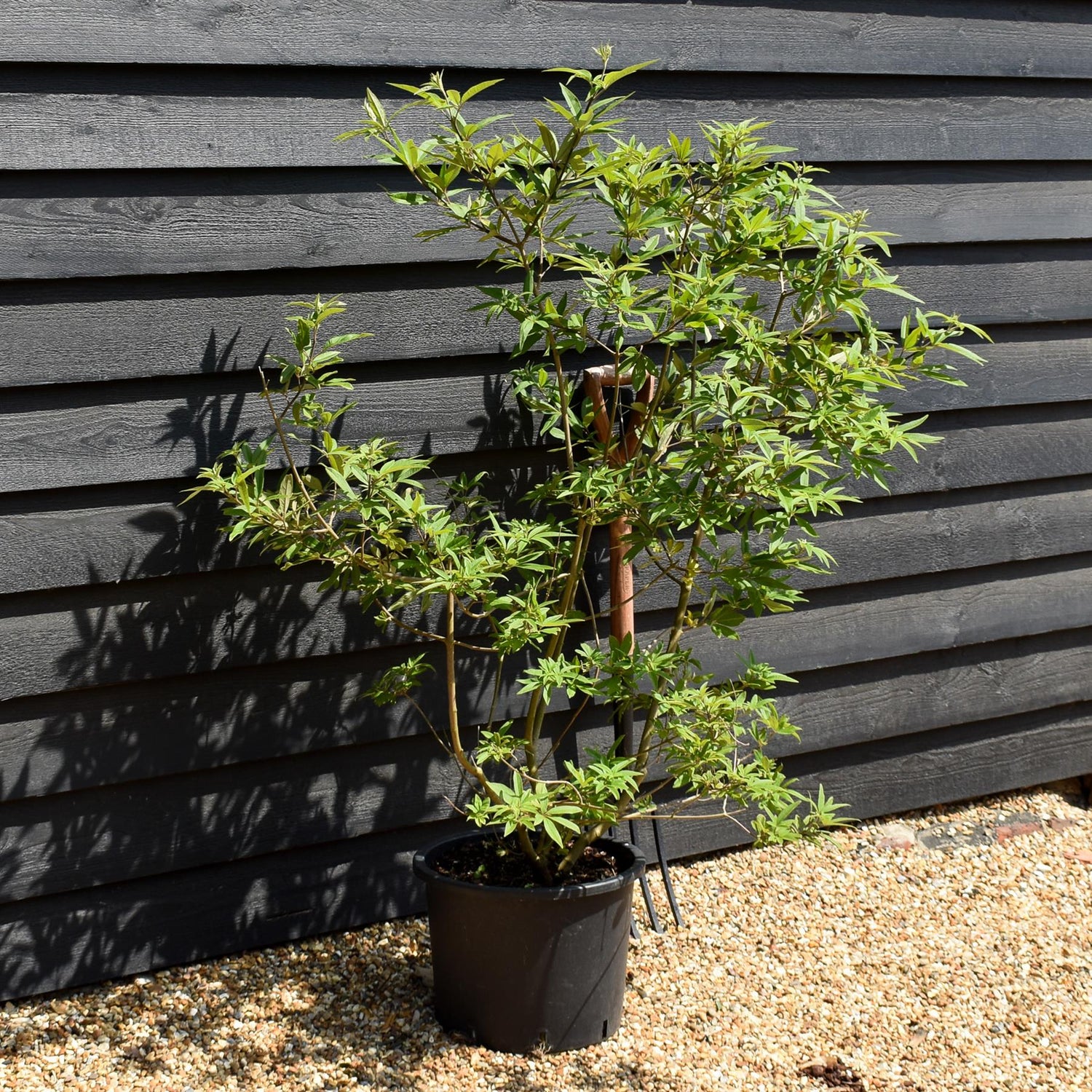 Vitex agnus-castus| Chaste tree - Height 60cm-70cm - 20lt