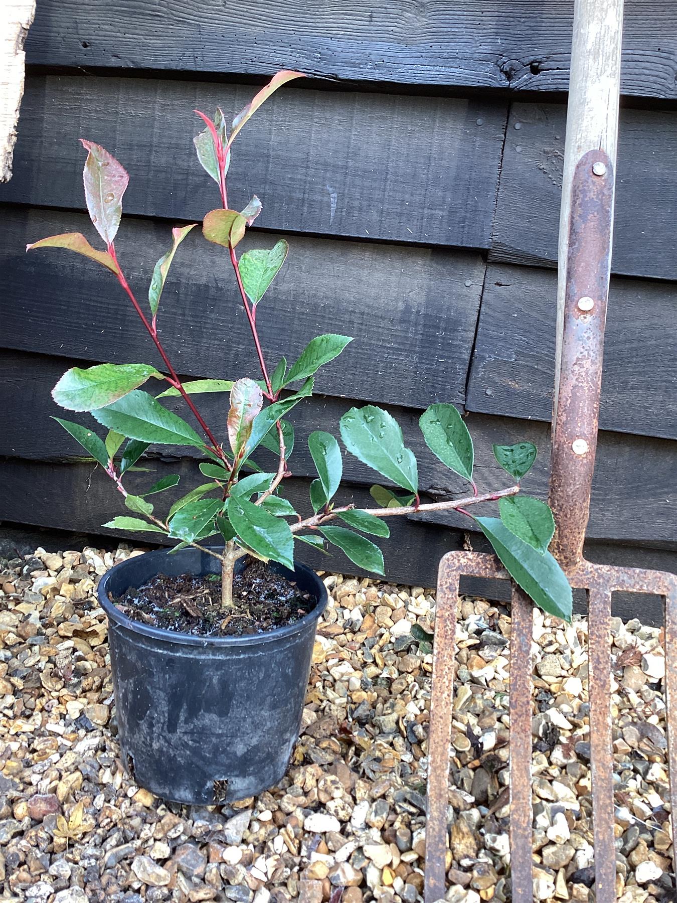 Photinia Red Robin - 40/60cm, 5lt