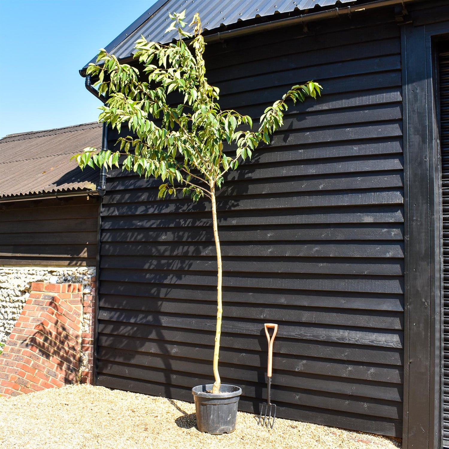 Kanzan Flowering Cherry | Prunus serrulata - Clear Stem - Height 250-300cm - Girth 6-8cm - 45lt
