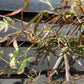 Acer palmatum 'Scolopendriifolium Atropurpureum' | Bamboo-Leaf Japanese Maple - 100-150cm, 5lt