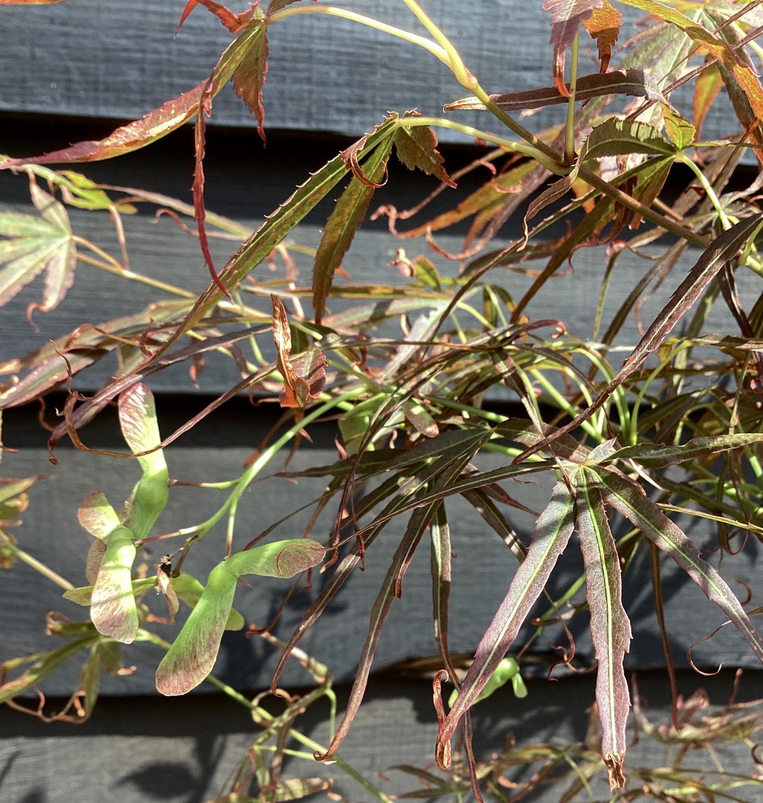 Acer palmatum 'Scolopendriifolium Atropurpureum' | Bamboo-Leaf Japanese Maple - 100-150cm, 5lt