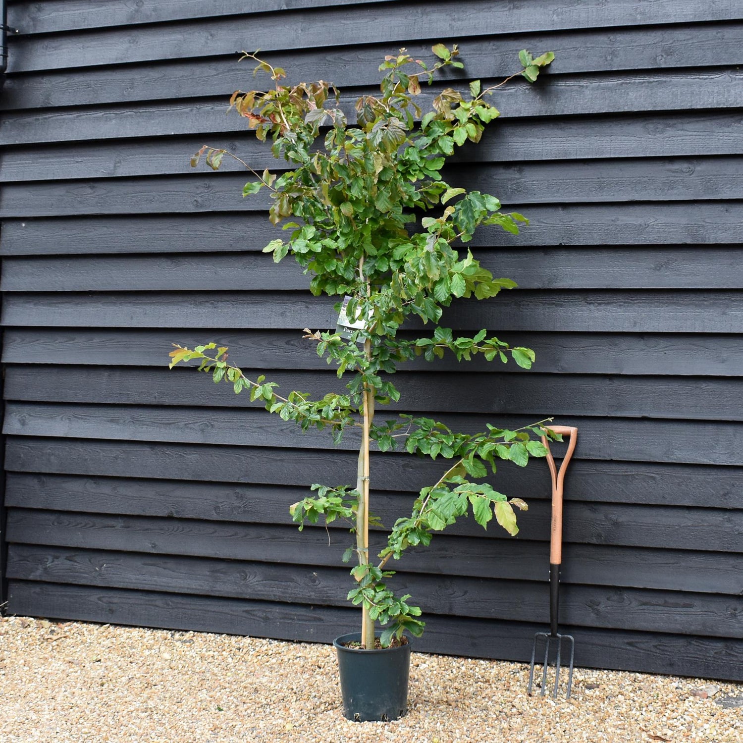 Parrotia persica | Iron Tree - 170-200cm - 12lt
