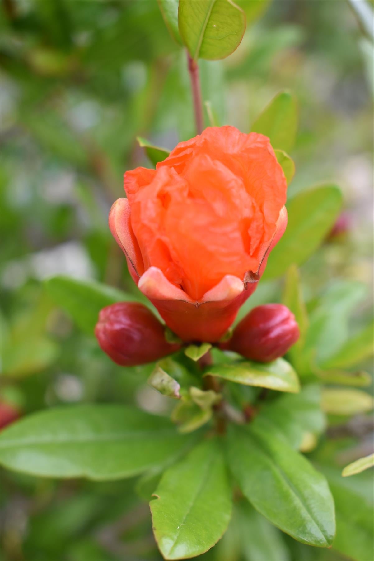 Punica granatum - Pomegranate - Multistem - 130-140cm - 18lt