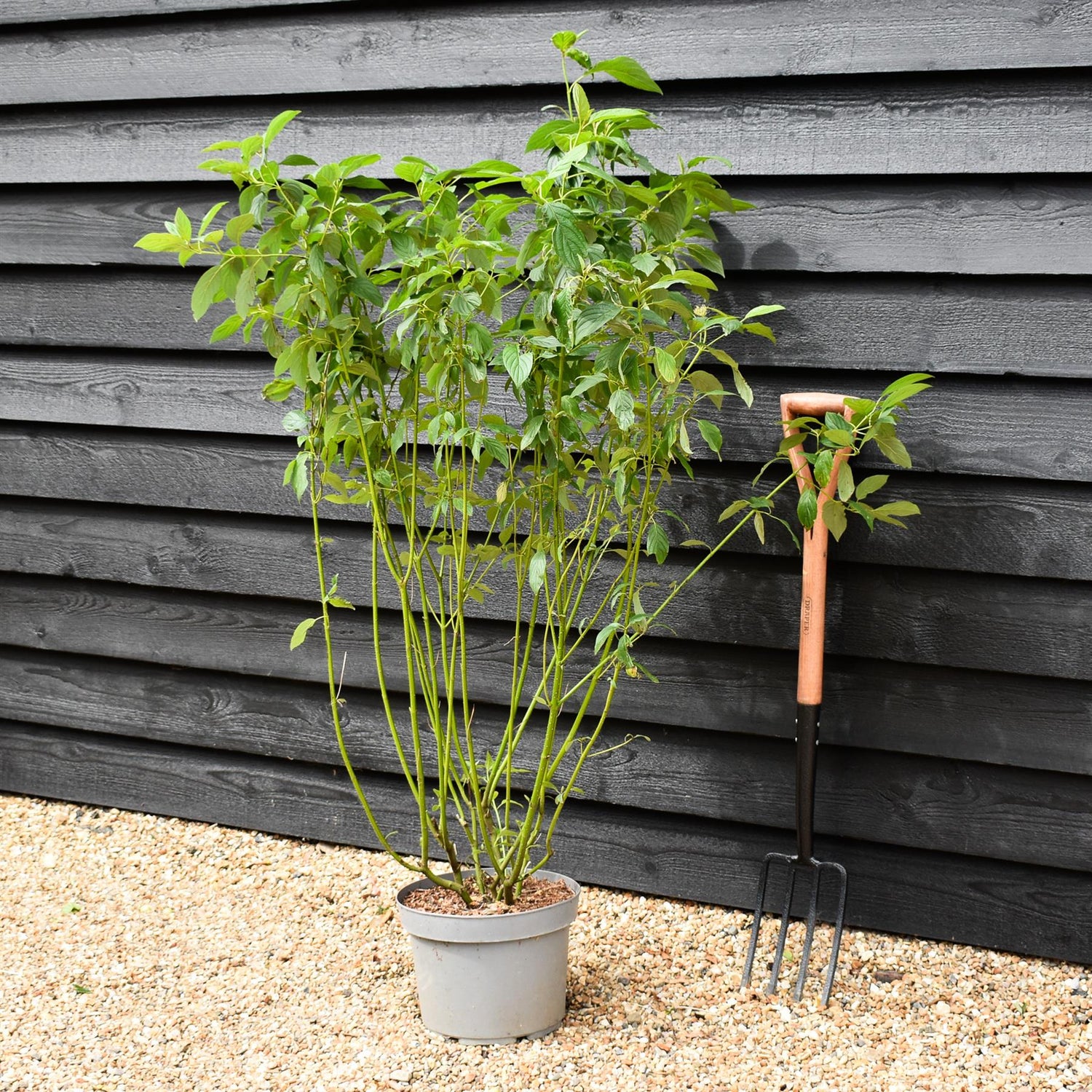 Cornus sericea 'Flaviramea' | Golden-twig dogwood- Height 110-120cm - 10lt