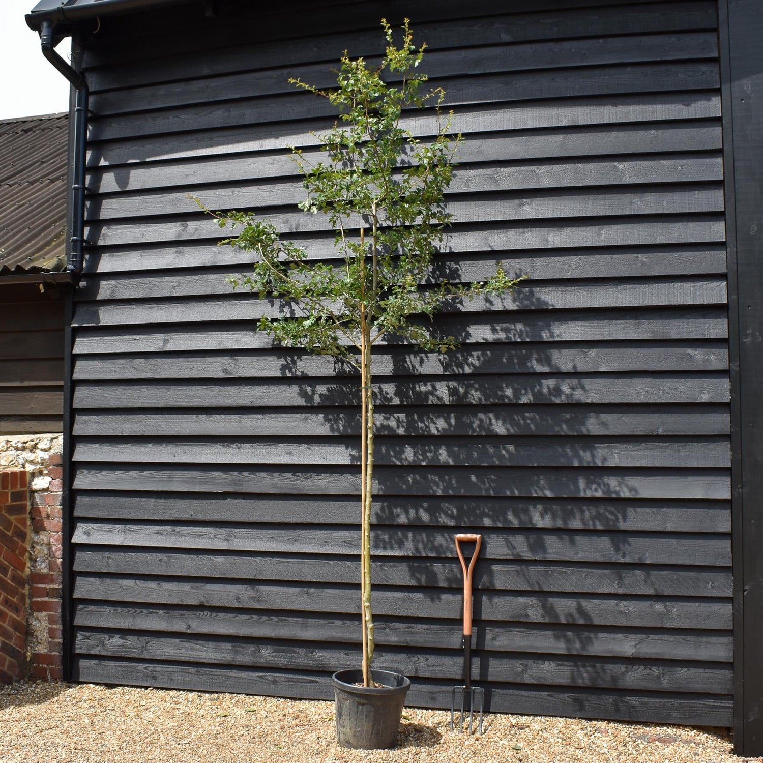 Crataegus Laevigata 'Paul's Scarlet' | Hawthorn 'Paul's Scarlet' - Height - 270-290cm - 40lt
