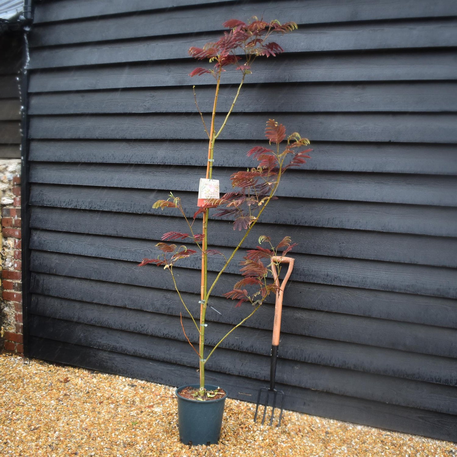 Albizia Julibrissin Evey's Pride | Silk Tree - Height 170-180cm - 12lt