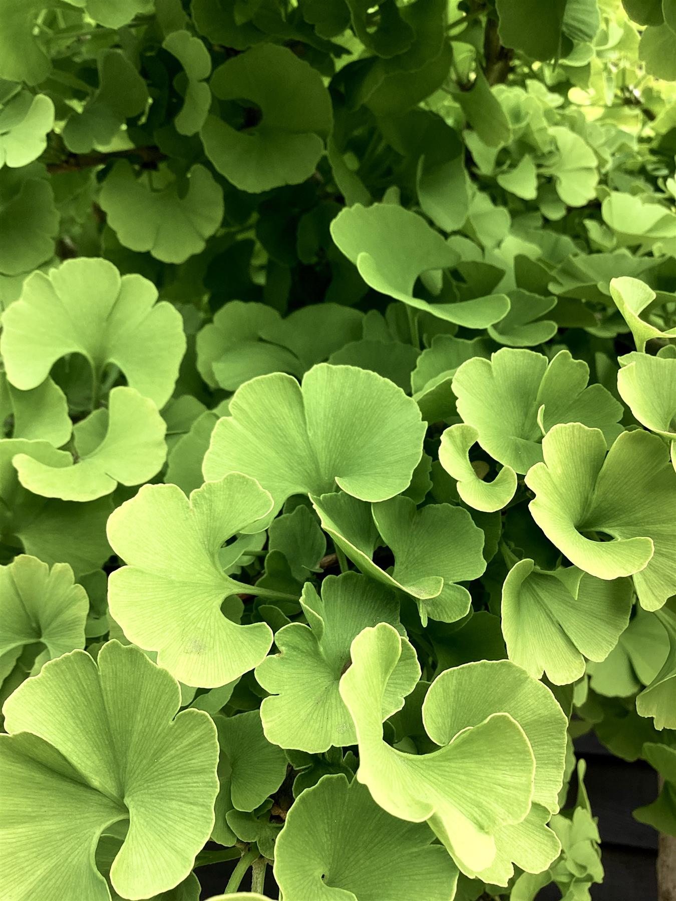 Ginkgo biloba Mariken | Maidenhair Tree 'Mariken' - 250-350cm, 45lt