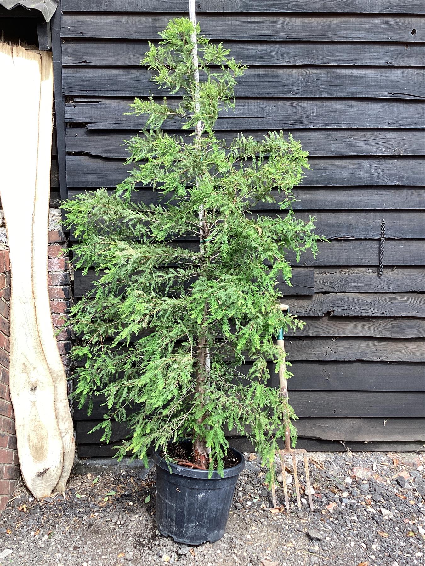 Taxodium distichum - 250-300cm, 35lt