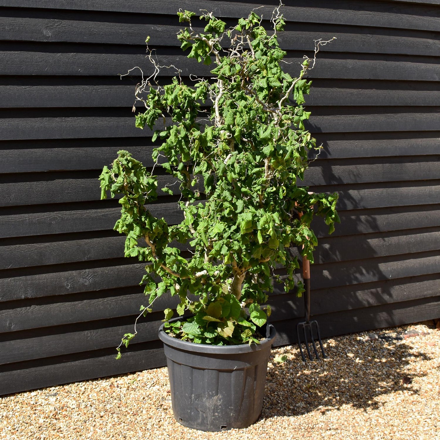 Corylus avellana 'Contorta' | Corkscrew Hazel - Height 160-190cm - 45lt