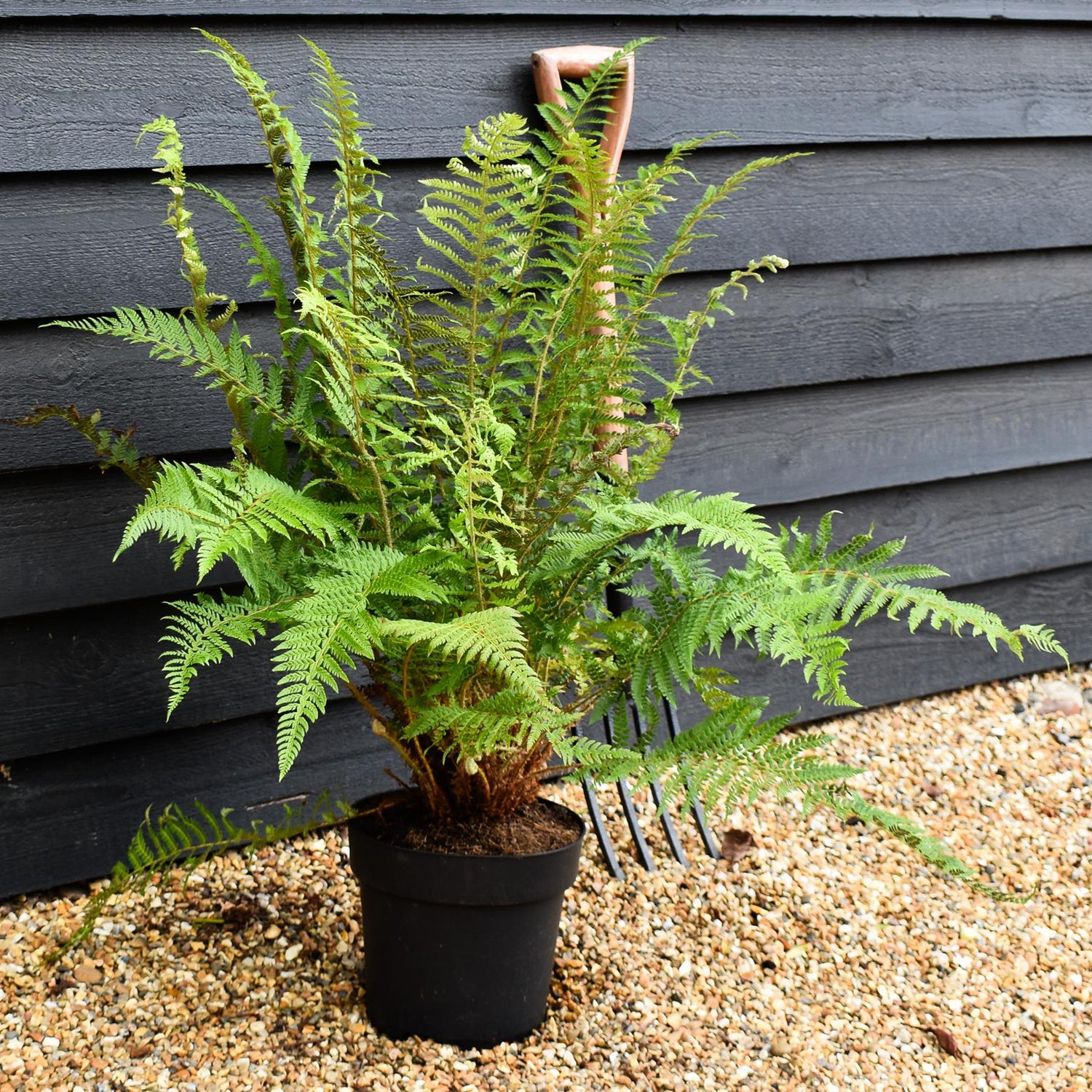Polystichum Setiferum| Soft Shield Fern - Height 70-80cm - 7lt