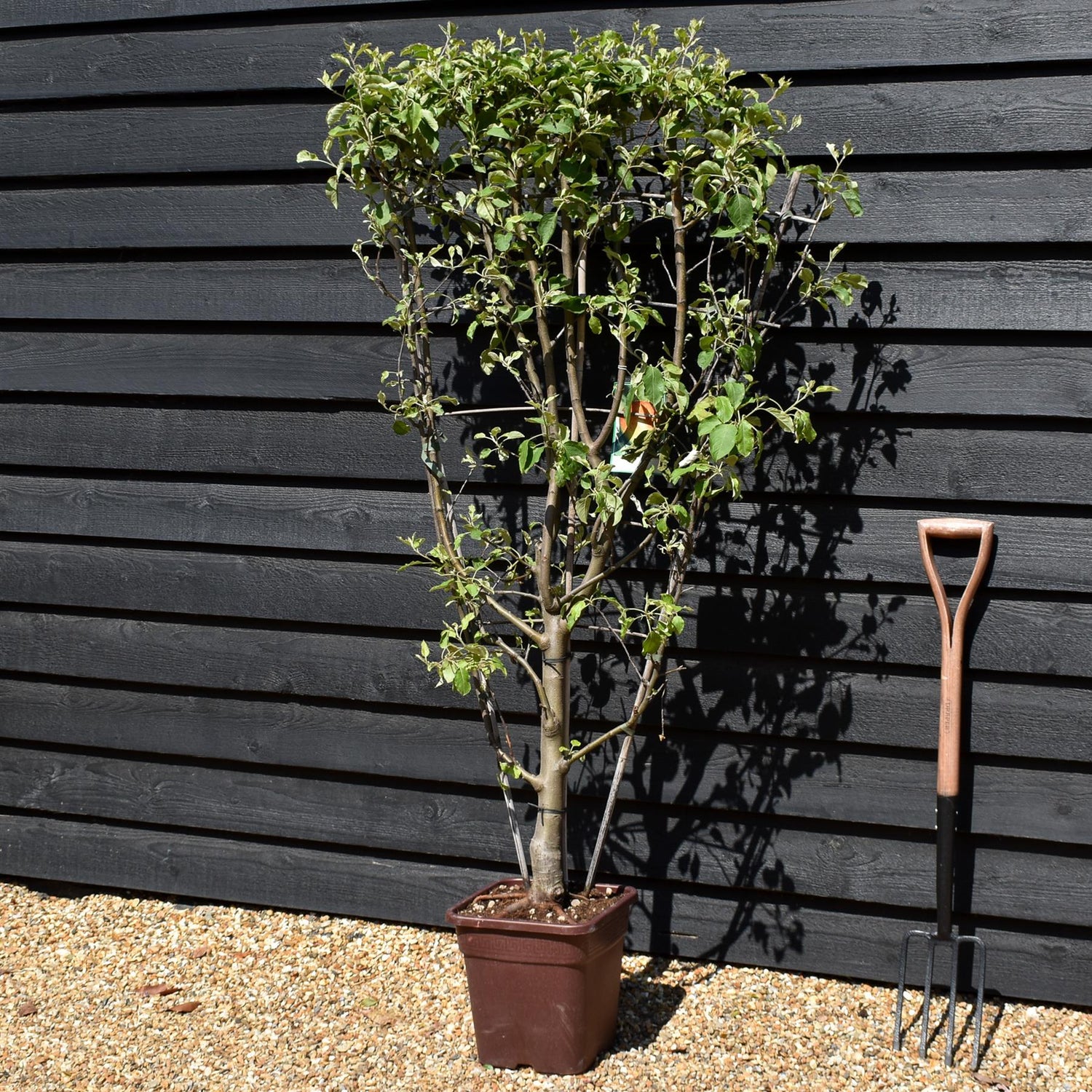 Malus Communis -  'Fuji' - Apple Tree - Espalier - Height 140-150cm - 15lt