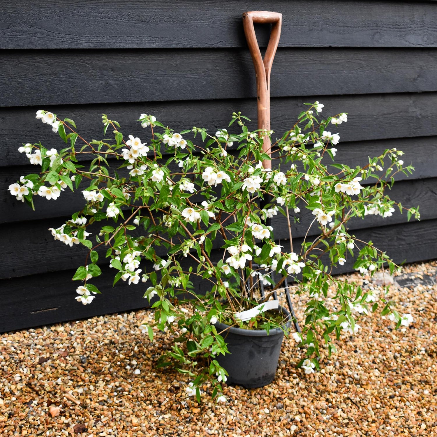 Philadelphus 'Casa Azul' - Shrub - Height 70-90cm -5lt
