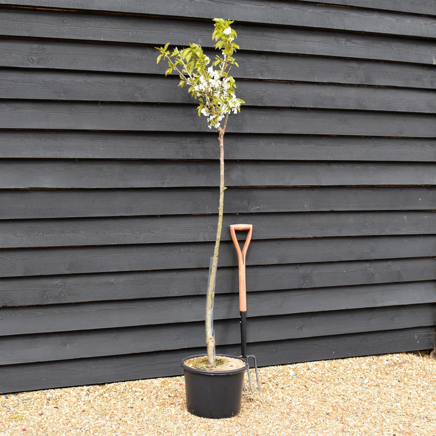 Cherry tree 'Burlat' | Prunus avium 'Bigarreau Burlat'  - Height 150-160cm - 20lt