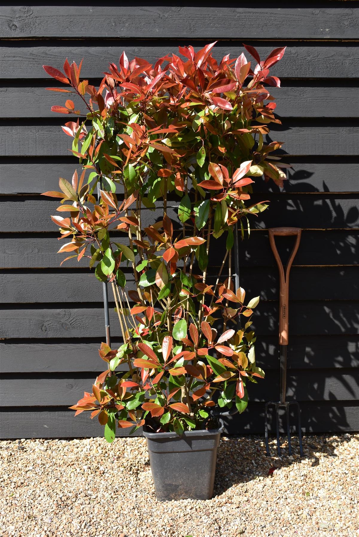 Photinia Red Robin | Christmas berry 'Little Red Robin' - Frame - 140 ...