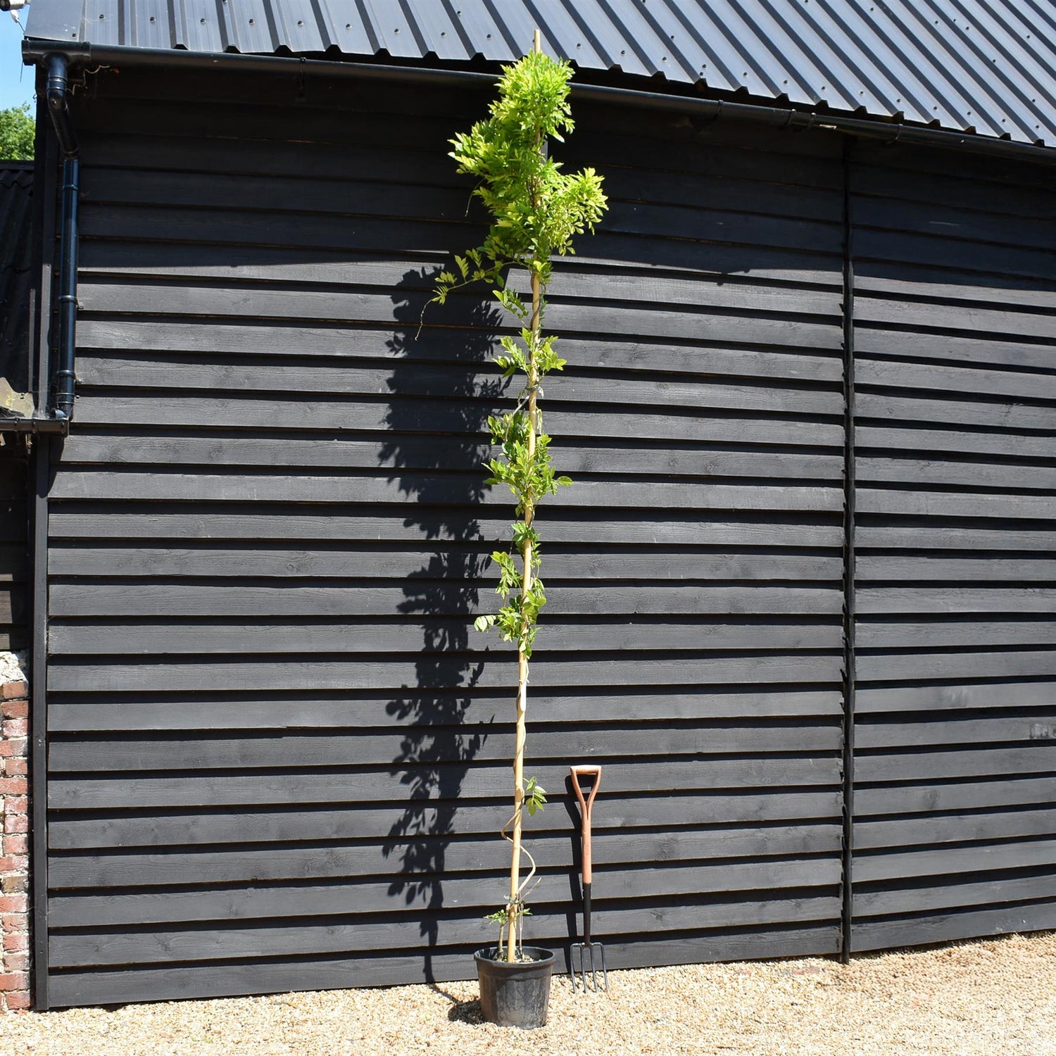 Wisteria Sinensis| Chinese wisteria ' - Cane - 350-380cm - 18lt