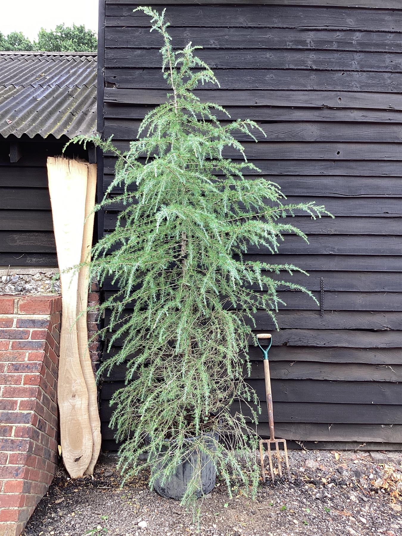 Cedrus deodara | Himalayan Cedar - 220-250cm, 70lt