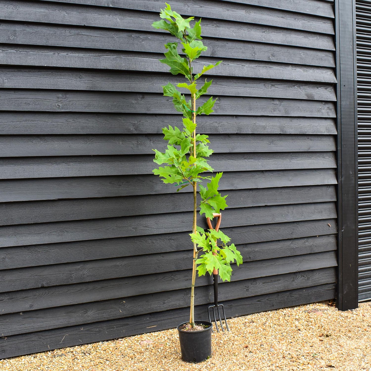 Red Oak | Quercus rubra - Height 150-200cm - 12lt