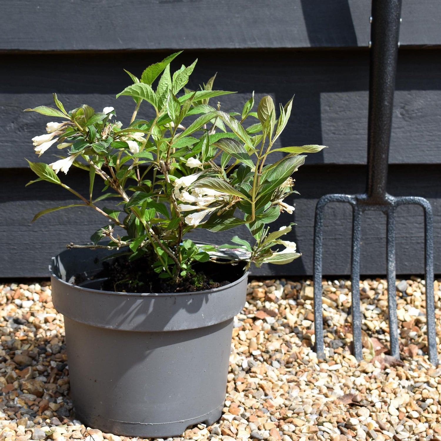 Weigela Florida 'Black and White' - Shrub - 20-30cm - 5lt