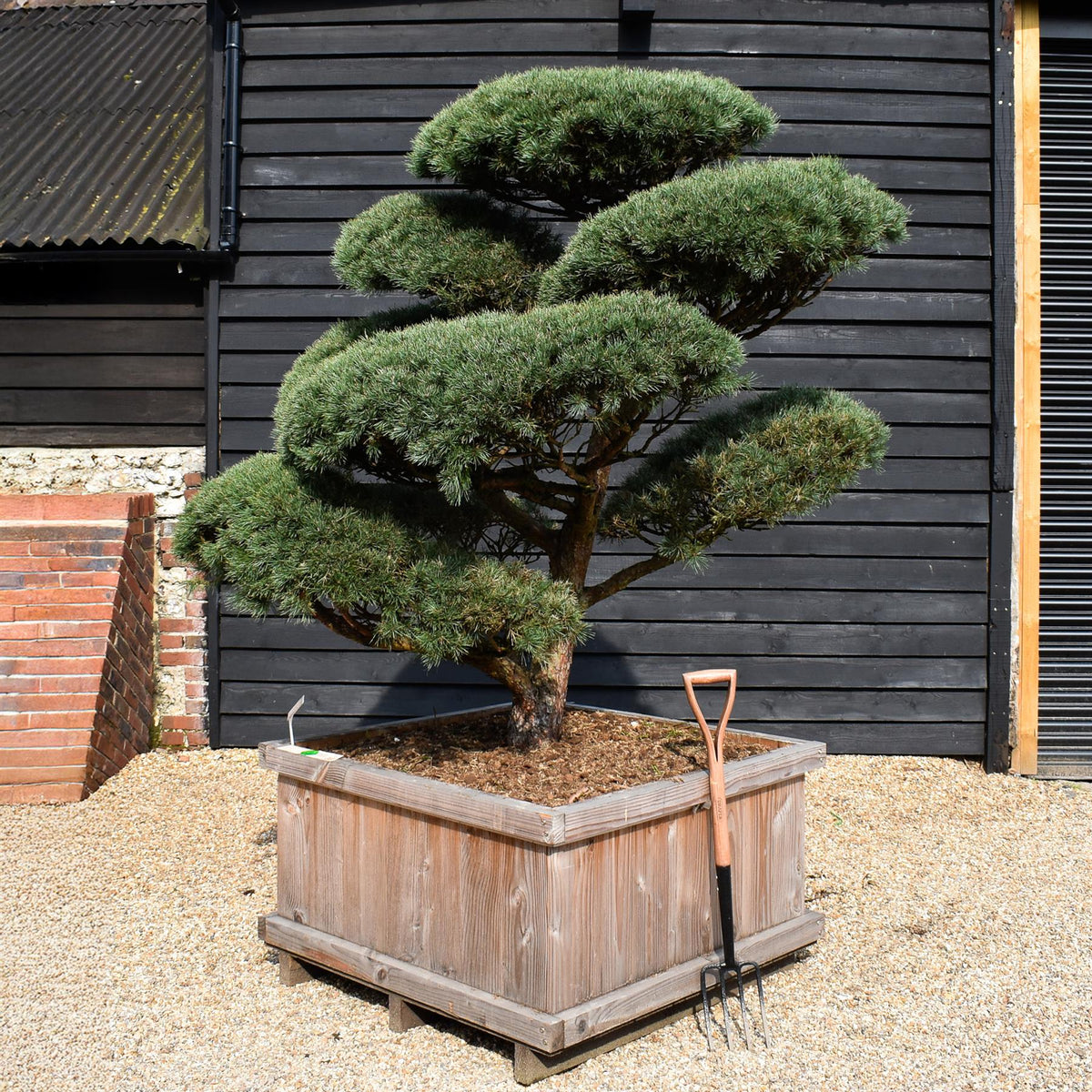 bonsai tree scotland Pinus sylvestris 'Watereri' - Cloud Bonsai - Specimen 1