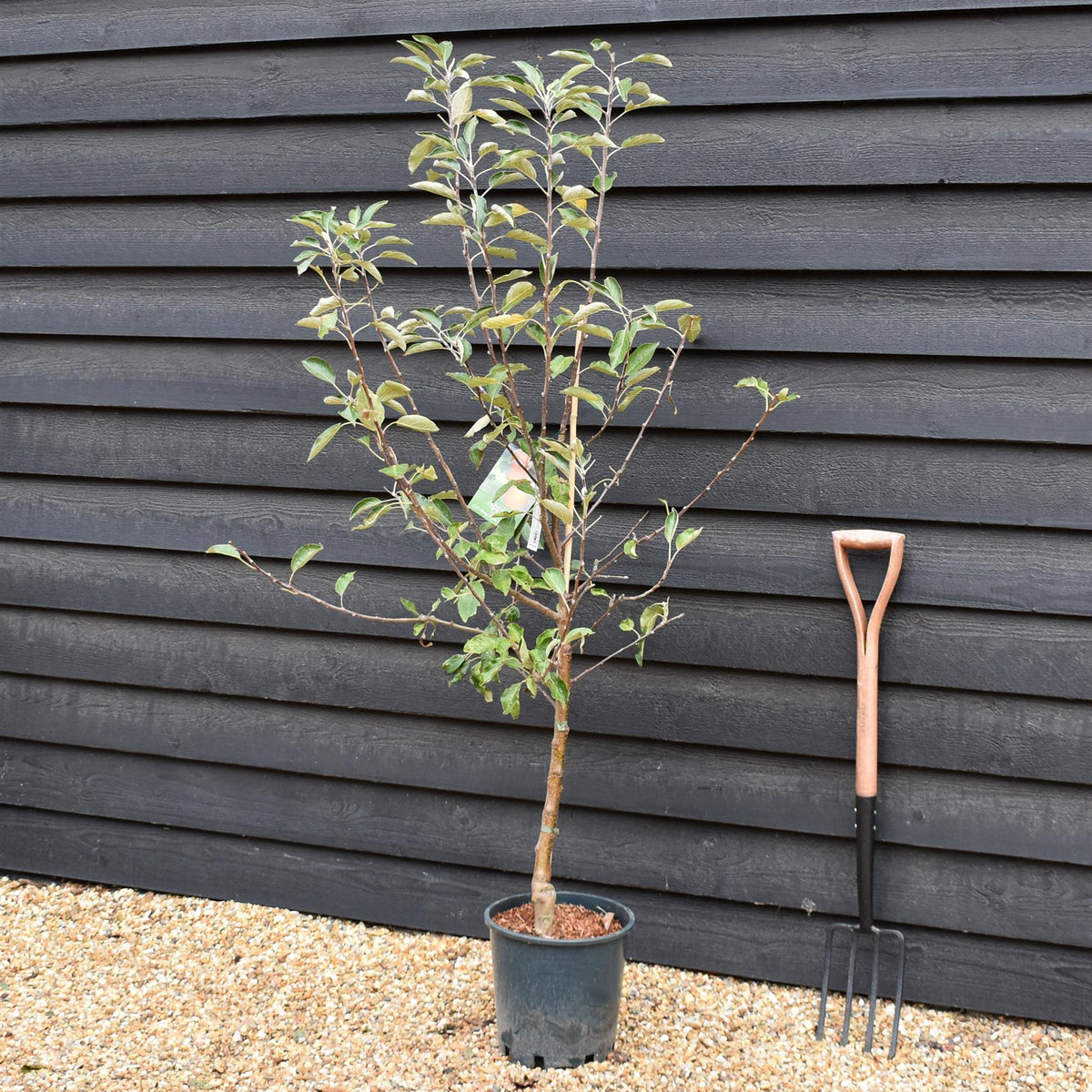 Apple tree 'Cox Orange Pippin' | Malus domestica - M26 - Semi- Dwarfing - 150-160cm - 10lt