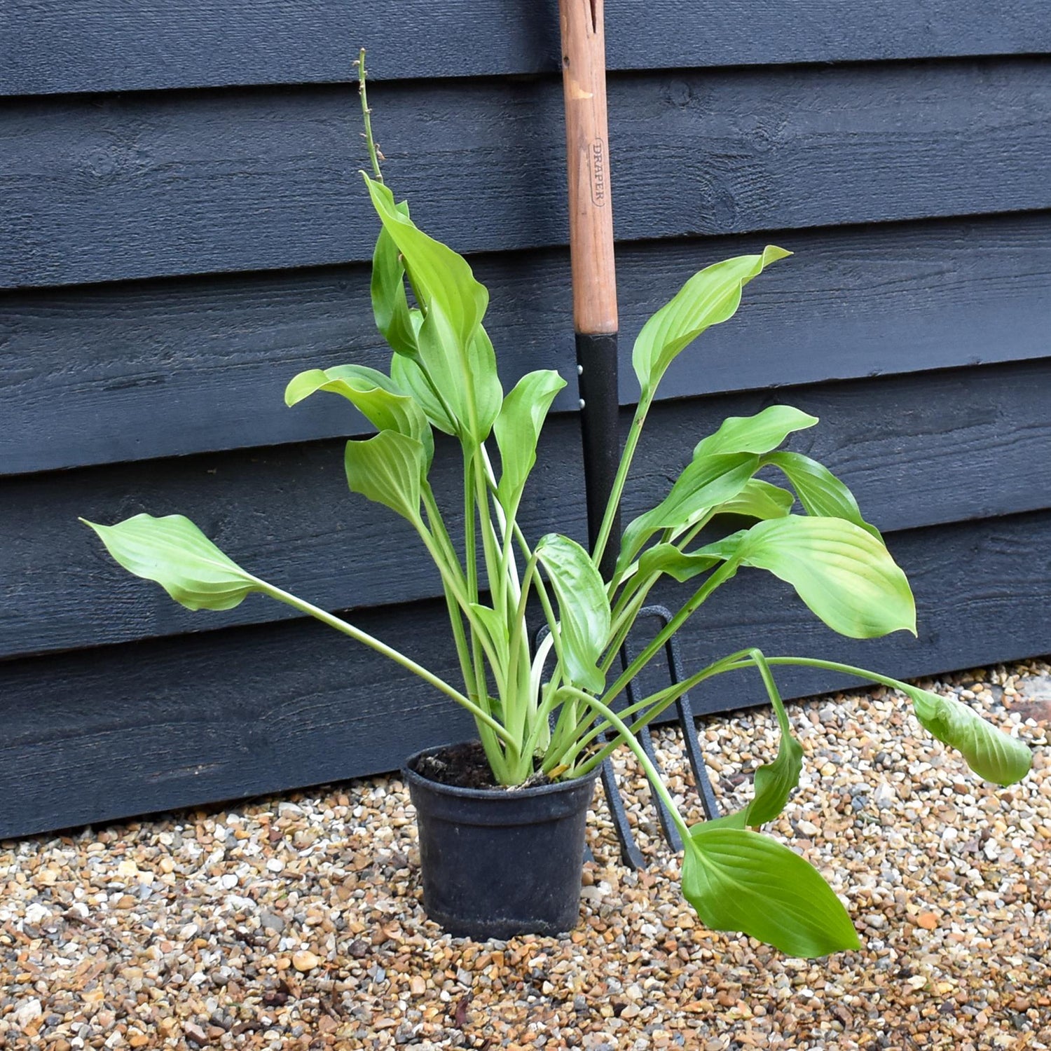 Hosta 'Royal Standard' - Deciduous Perennial - Height 50-60cm - 2lt