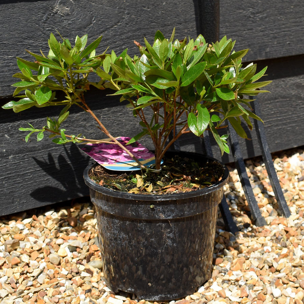 Azalea Japonica 'Blue Danube' - Height 10-20cm - Bushy - 2lt