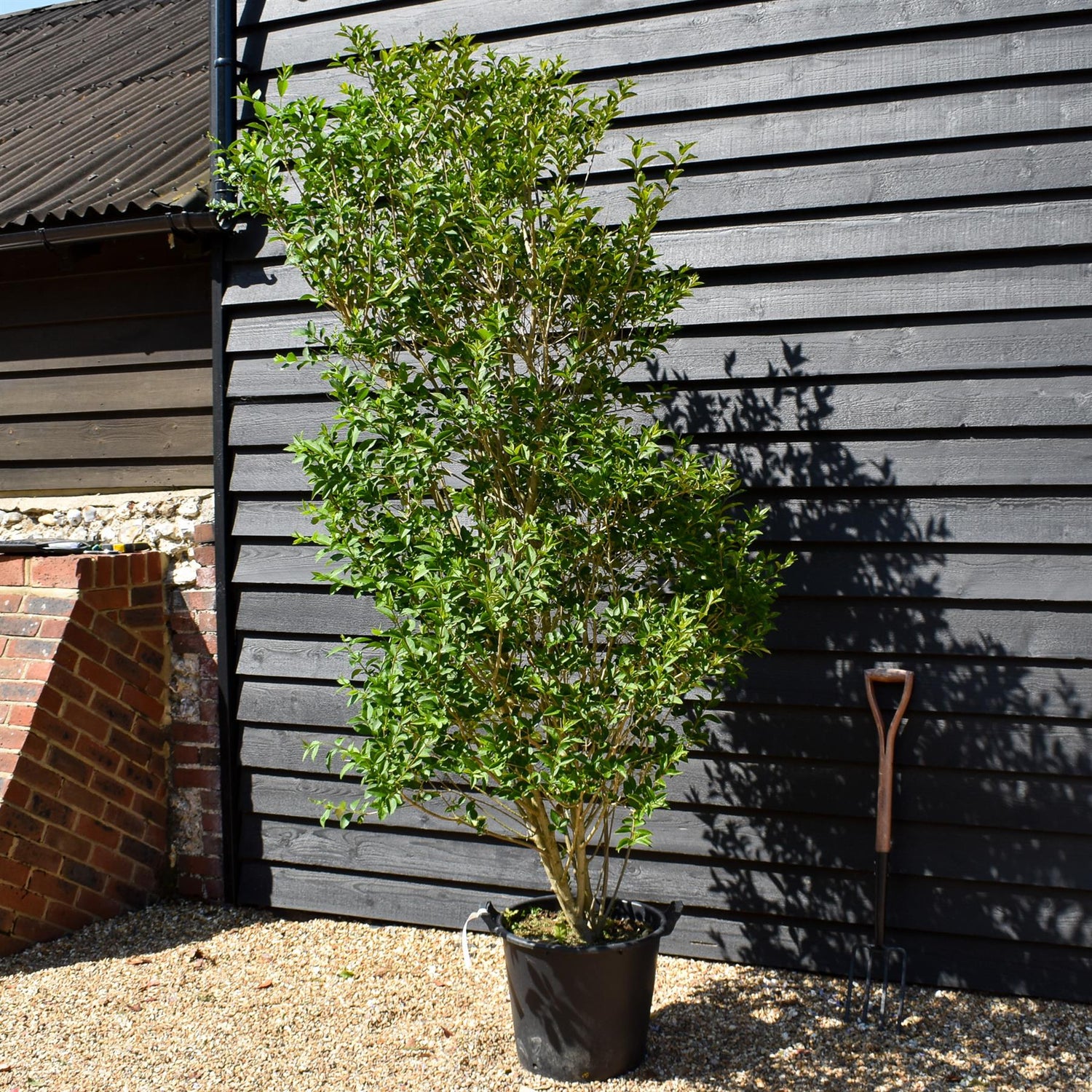 Ligustrum ovalifolium | Garden Privet - 170-180cm - 40lt