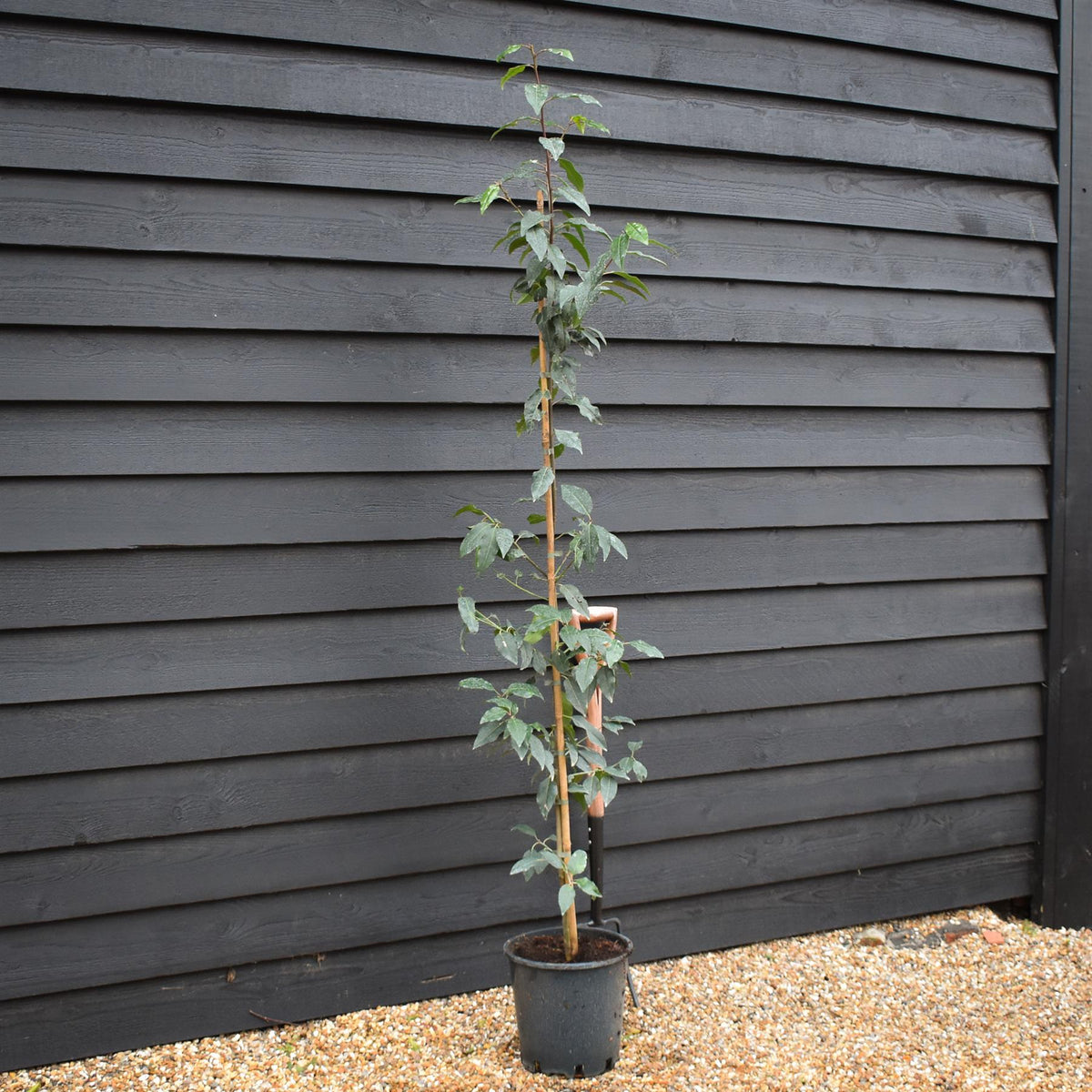 Prunus lusitanica | Portuguese Laurel Cherry - Tree - 150-180cm - 12lt