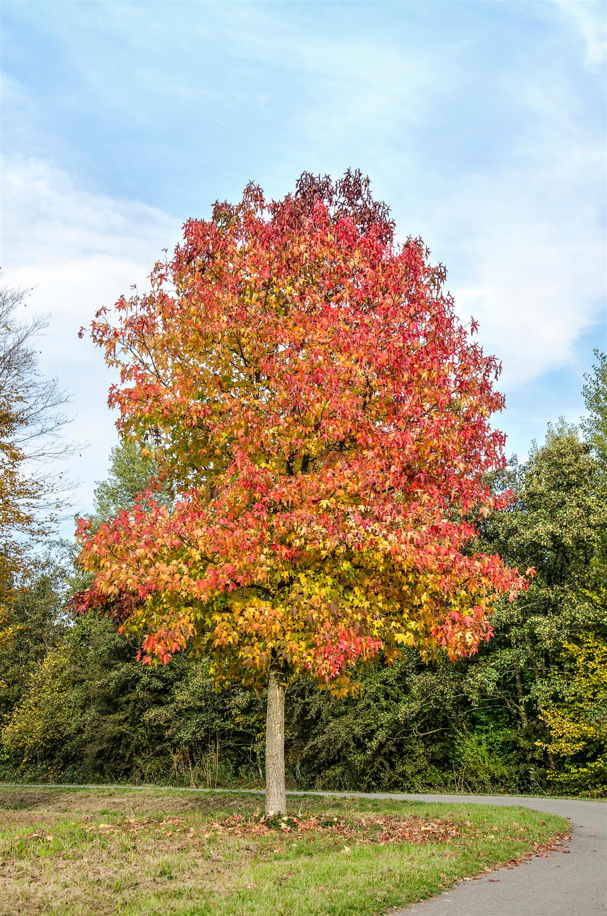 Liquidambar styraciflua | Sweet Gum Tree - 350-370cm, 55lt