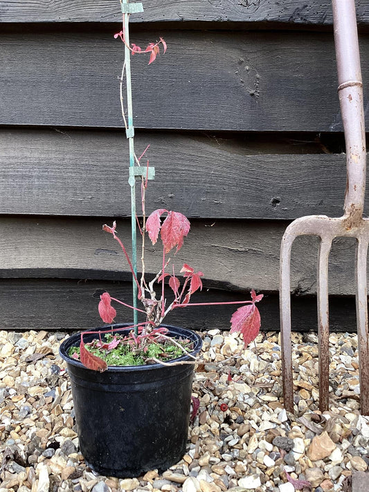 Parthenocissus quinquefolia | American Ivy | Virginia Creeper- 150cm- 3lt
