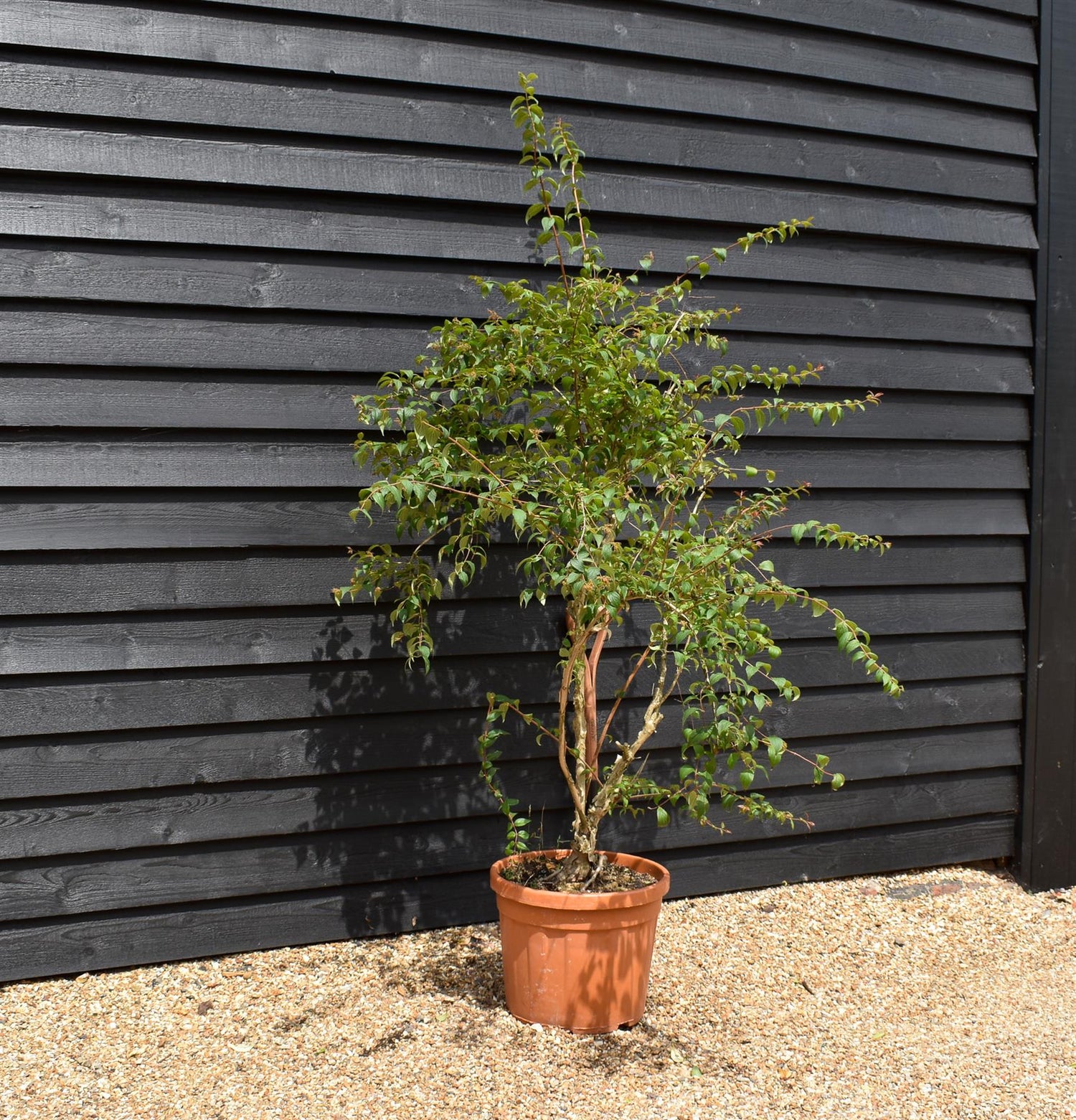 Kolkwitzia amabillis 'Pink Cloud' Height 140-160cm - Bushy - 45lt