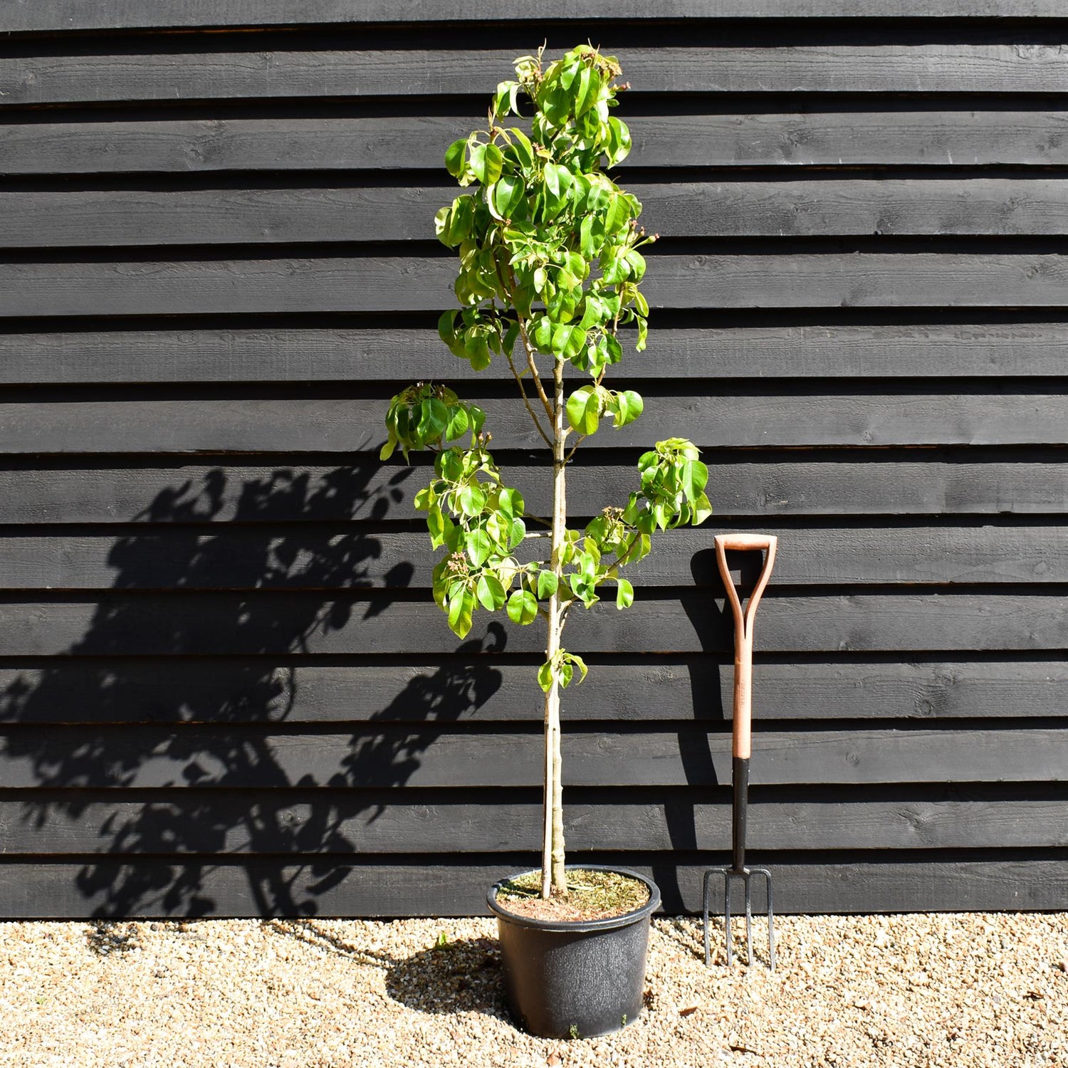 Pear 'Conference' | Pyrus communis - Height 160-180cm - 20lt