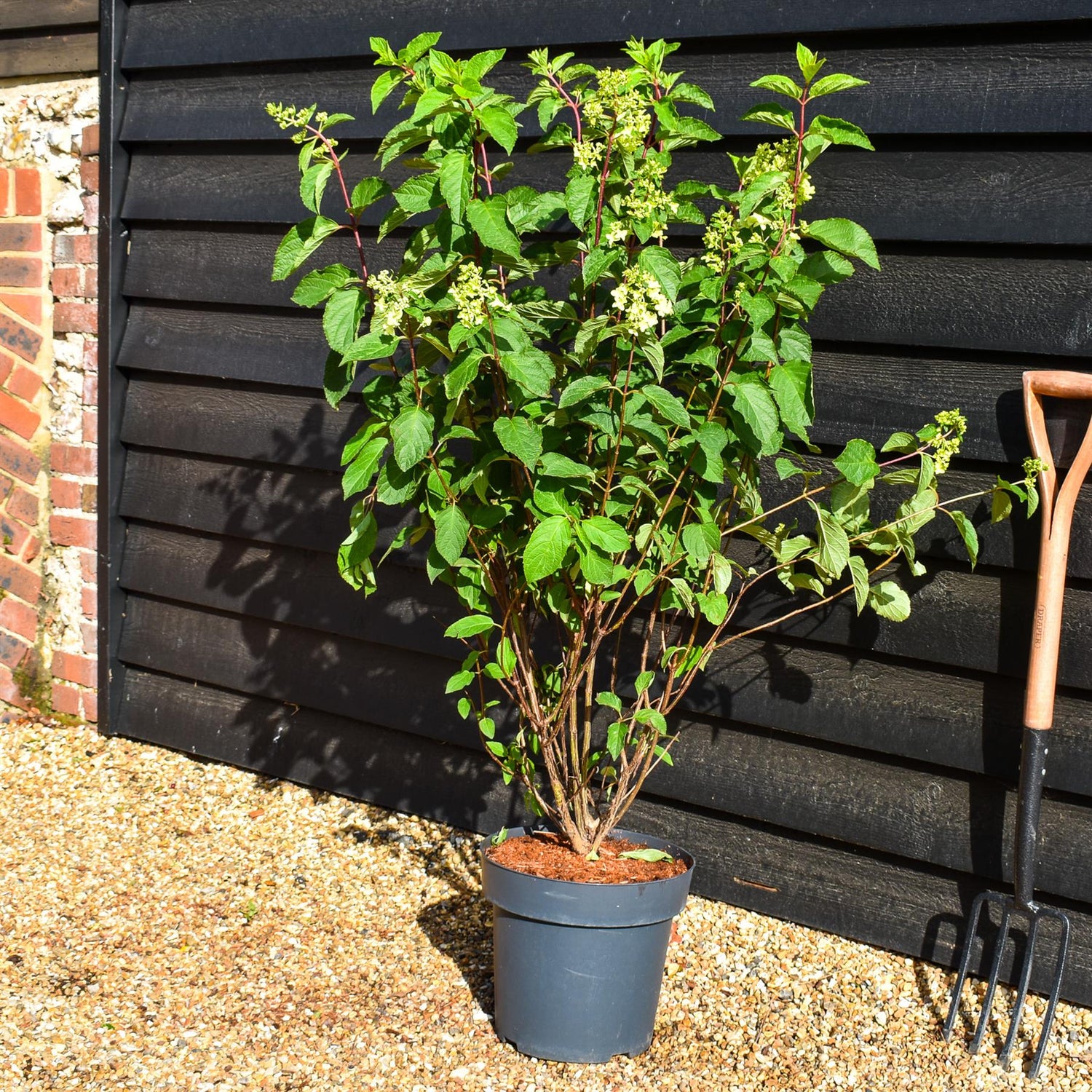 Hydrangea Paniculata 'Fraise Melba' - Height 50-60cm - 15lt