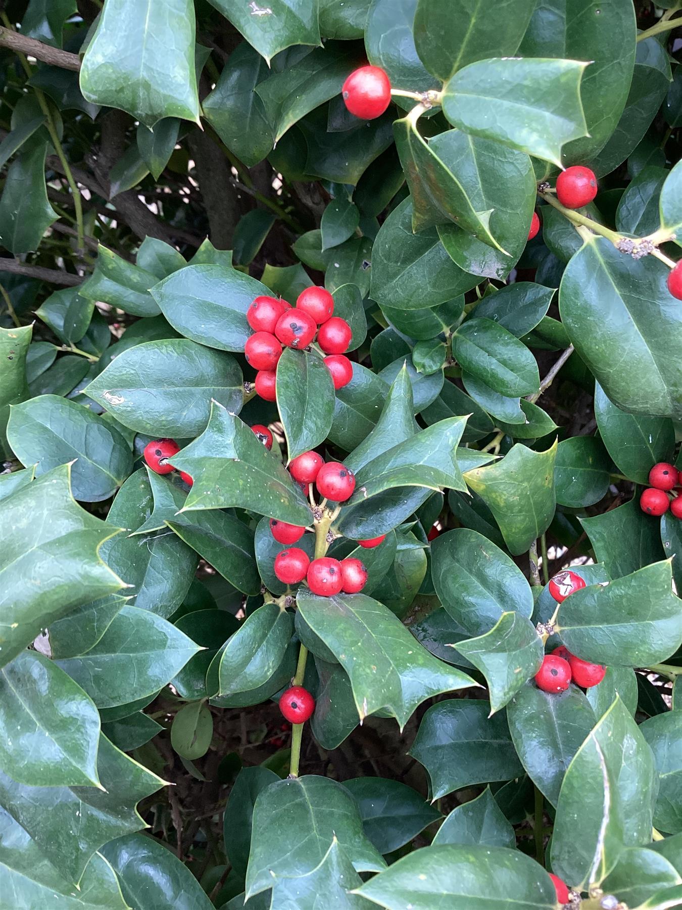 Ilex Nellie R Stevens | Holly 'Nellie R. Stevens' - Cone - 320cm, 130lt